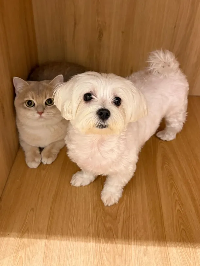 A cat and a Maltese side by side in a corner