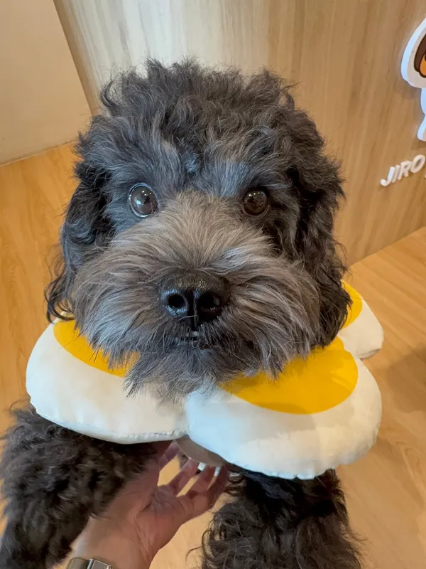 A grey poodle wearing a fried-egg cone