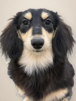 Jiji, a long-haired dachshund