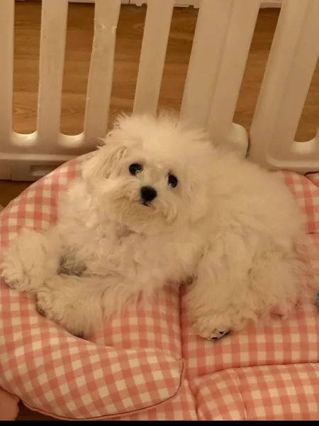A little white dog curled up on a pink gingham bed