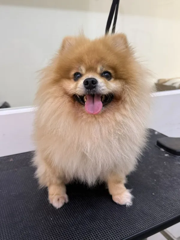 Pomeranian before grooming