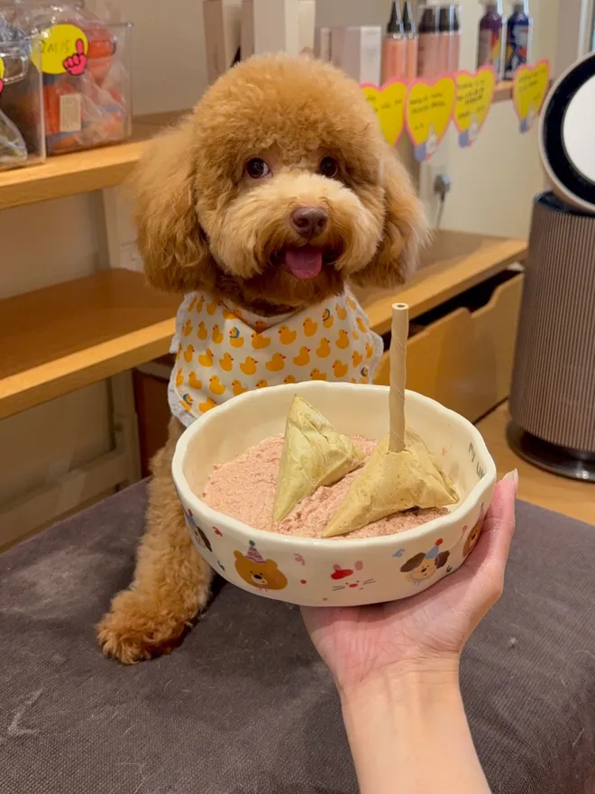 A poodle in a duck bib waiting for a birthday treat