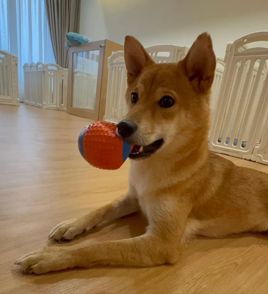 A Shiba Inu lying on the wooden floor with an orange ball in its mouth