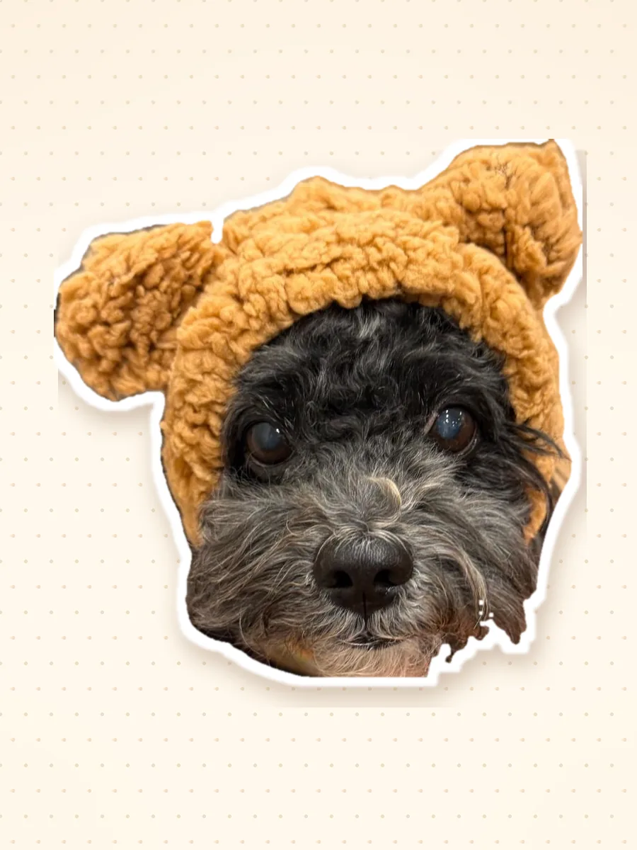 Jiro, our 12-year-old shop boss, in a bear hat