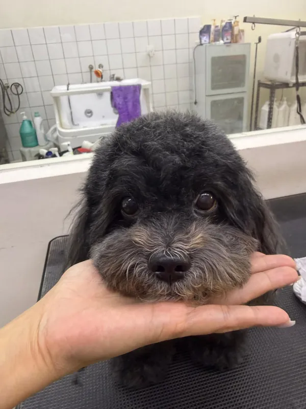 A black poodle resting its chin on the groomer's hand, long ears hanging down