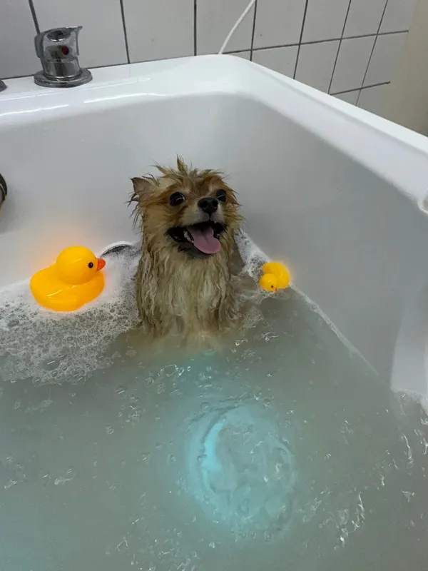 A Pomeranian in a bubble bath, tongue out and happy