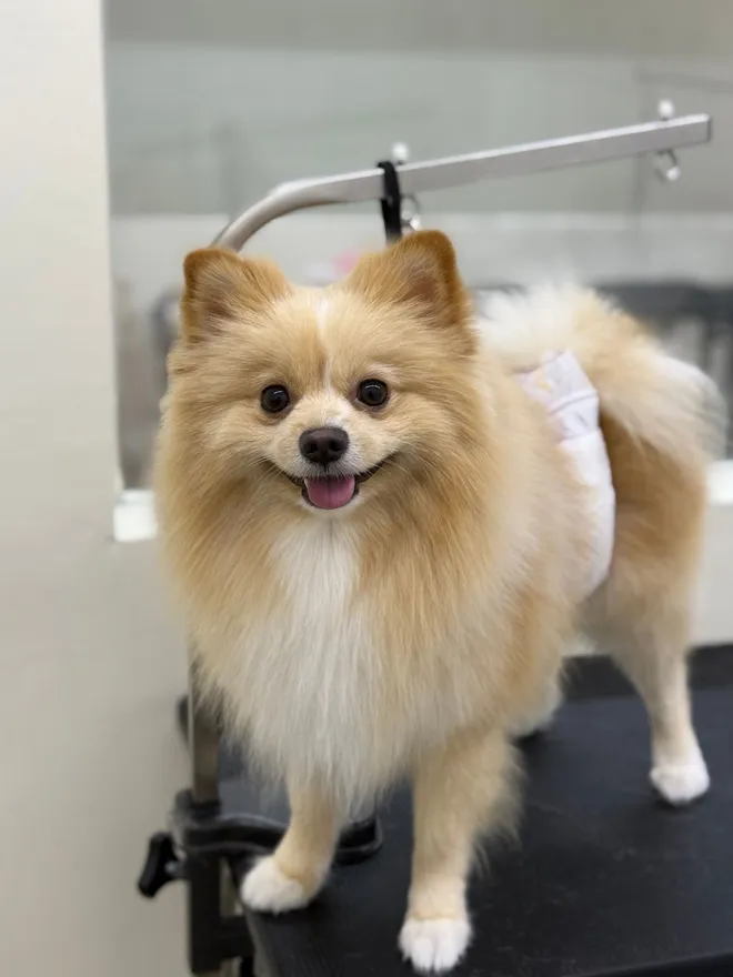 A freshly groomed Pomeranian on the grooming table