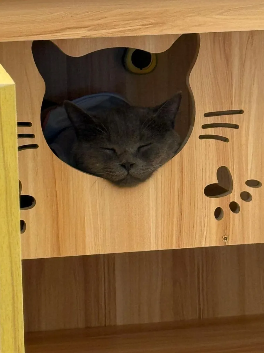 A boarding cat napping in a cat room at Jiro Pet House
