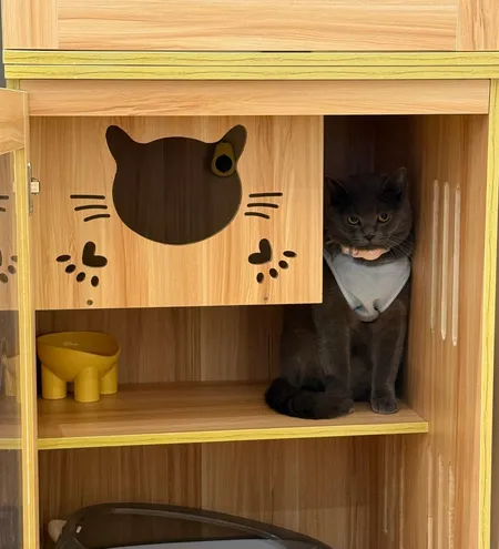 A boarding cat sitting on the shelf of a cat room
