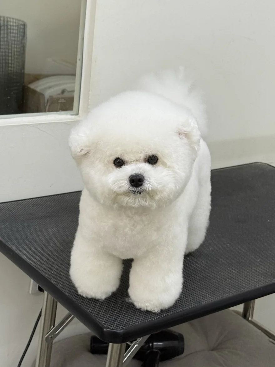 A fluffy white dog after grooming at Jiro Pet House