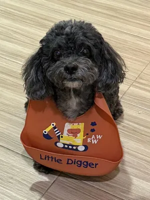 Jiro in a little bib