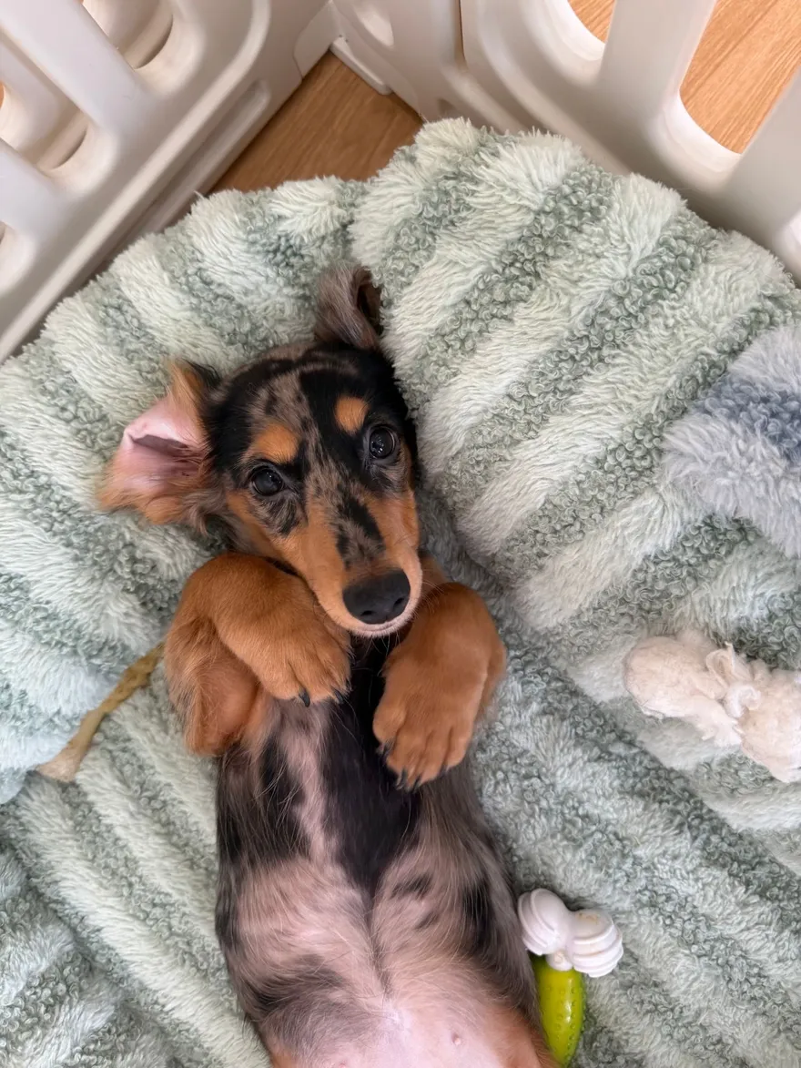 A dachshund lying belly-up on a soft cushion