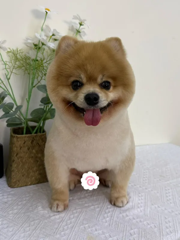 The same Pomeranian after grooming