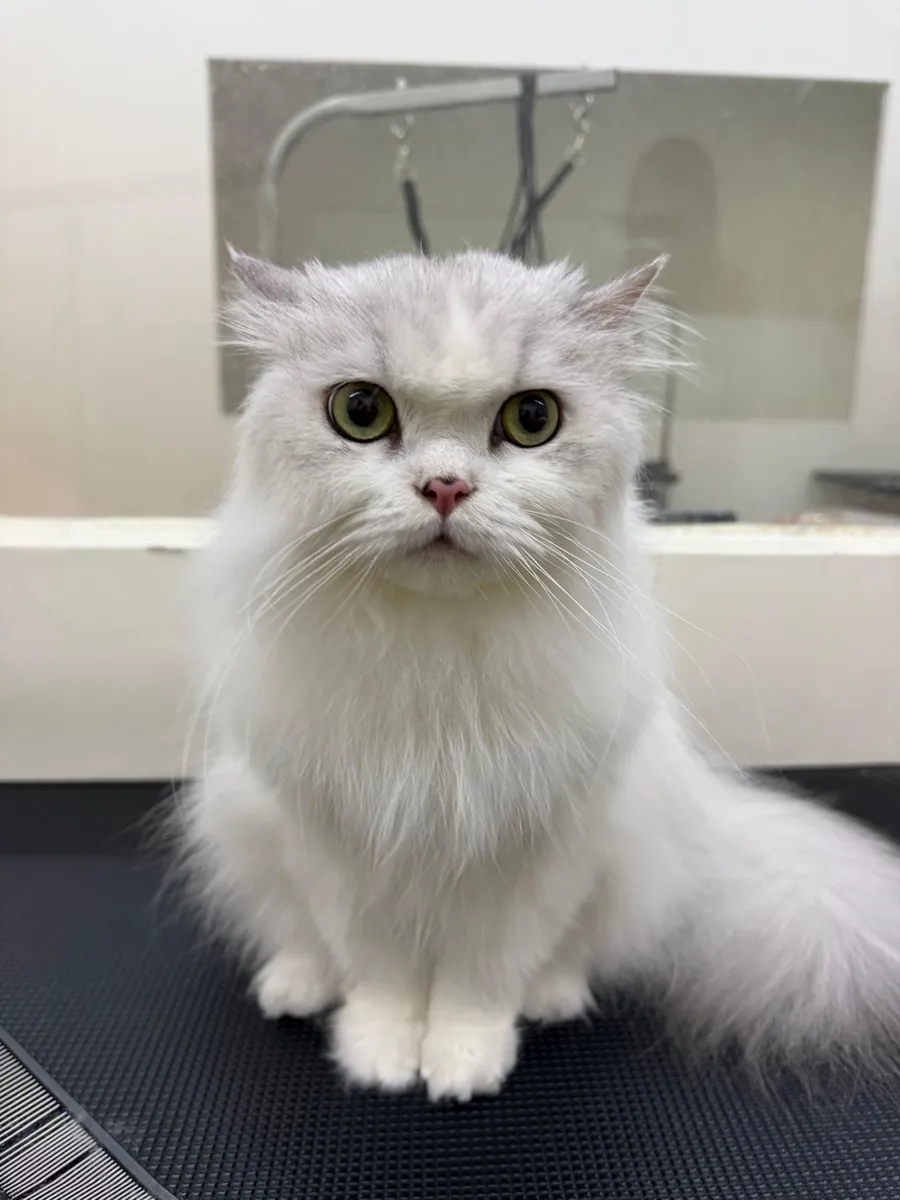 A fluffy white cat on the grooming table after grooming at Jiro Pet House