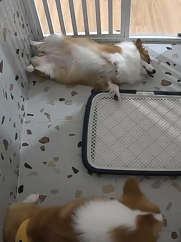 A boarding Corgi asleep belly-up in its own room (CCTV view)