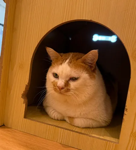 A boarding cat tucked inside a wooden cat house