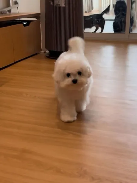 A little white dog trotting across the play area