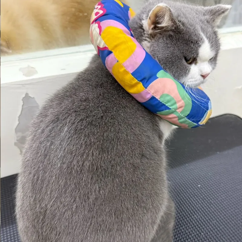 The same British Shorthair after grooming, coat brushed smooth