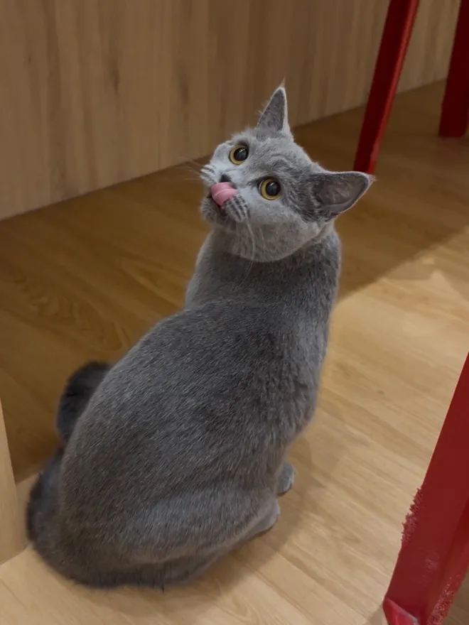 A British Shorthair cat looking up and licking its lips