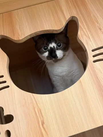 A boarding cat peeking out of a cat room at Jiro Pet House