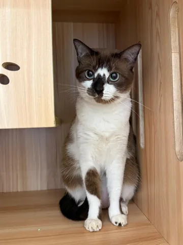 A boarding cat sitting in a cat room at Jiro Pet House