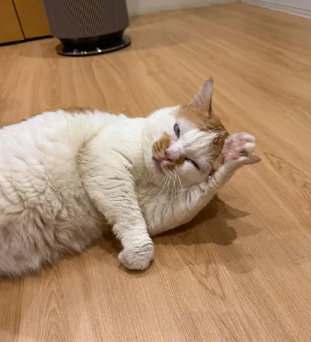 A boarding cat rolling on the play-area floor