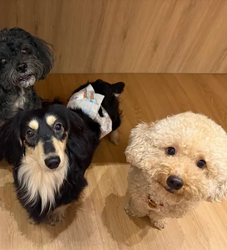 Boarding dogs in the play area looking up at the camera