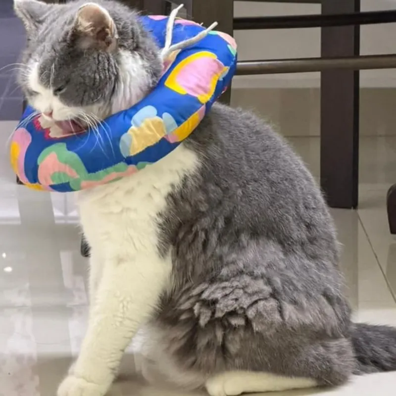 British Shorthair before grooming, with matted fur on the hips