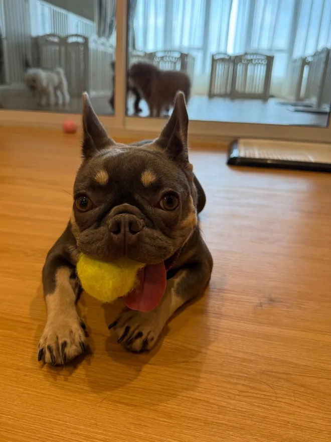 A French bulldog lying on the floor with a tennis ball
