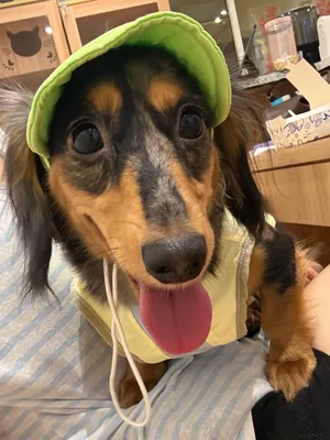 Roro, a long-haired dachshund